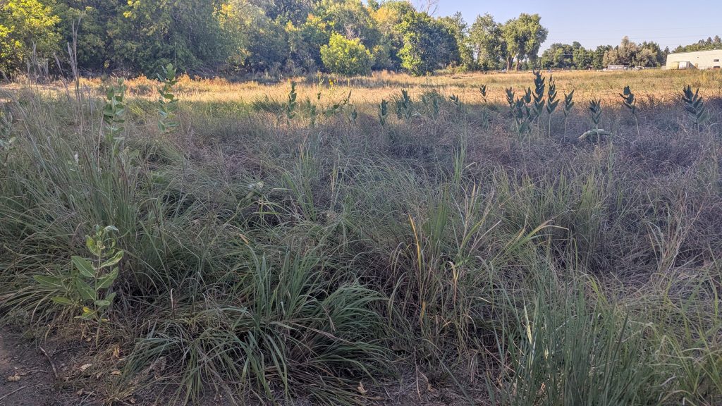 Image showing switchgrass, milkweed, big bluestem with Cottonwood trees on the horizon.